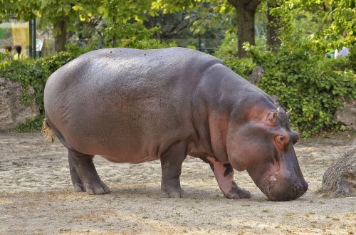 hippopotamus hippo zoo