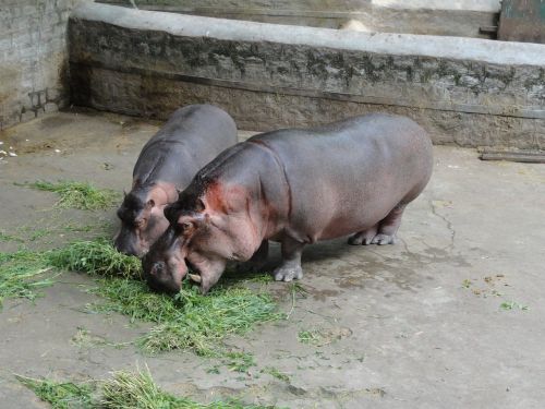 hippopotamus zoo hippo