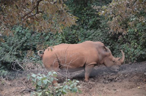 hippopotamus animal zoo