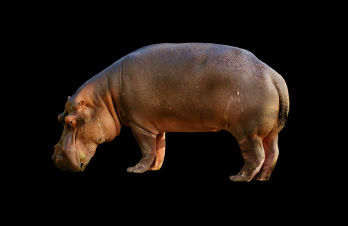 hippopotamus hippo mammal