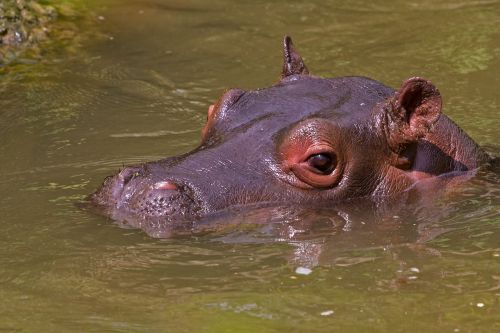 hippopotamus hippo eye