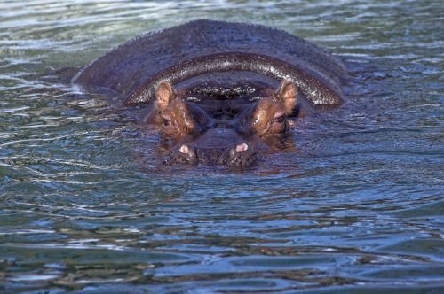 hippopotamus water wildlife