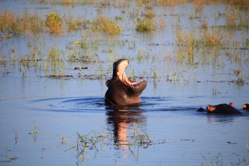 hippopotamus hippo water