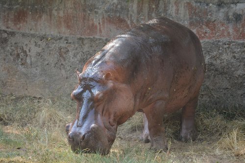 hippopotamus  animal  hippo
