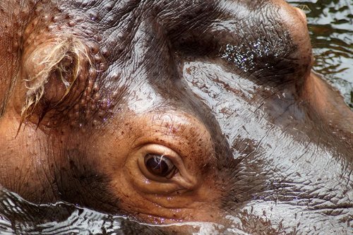 hippopotamus  hippo  eye