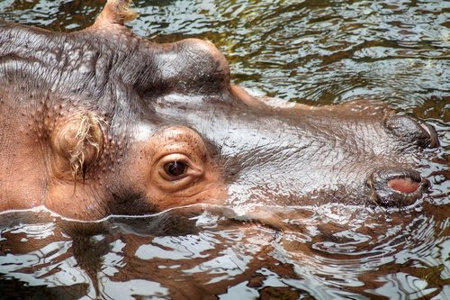hippopotamus  hippo  eye