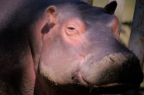 hippopotamus  animal  africa