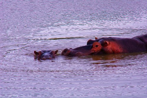 hippopotamus  wild  mother and child