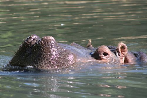 hippopotamus animal wildlife