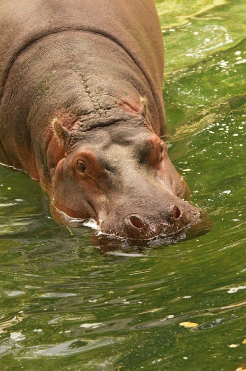 hippopotamus water zoo