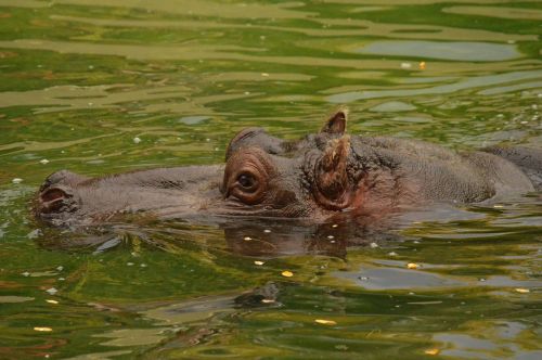 hippopotamus water zoo