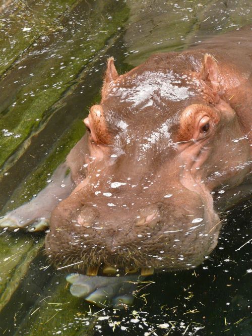 hippopotamus hippo paarhufer