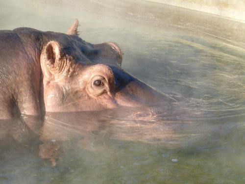 hippopotamus submerged water