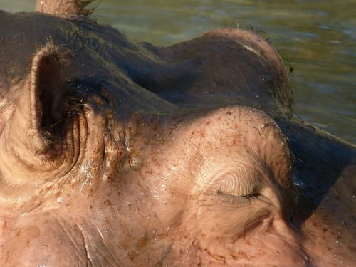 hippopotamus submerged water