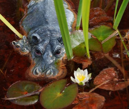 hippopotamus water lily hippo