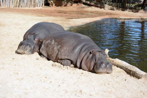 Hippopotamus Relaxing
