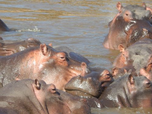 hippos africa kenya