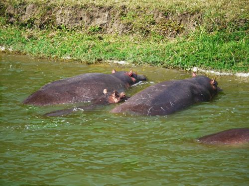 hippos watering hole animals