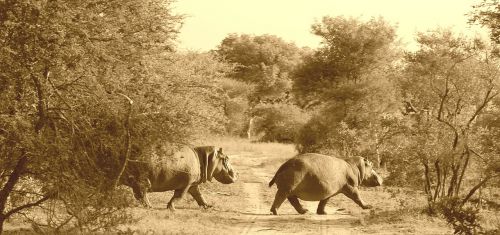 hippos africa safari