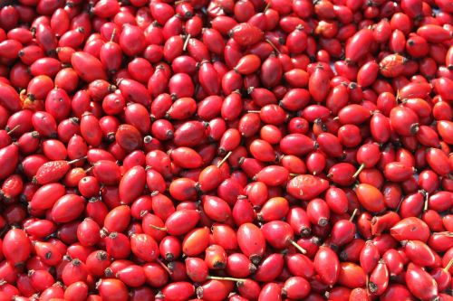 hips pomaceous red