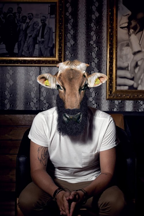 hipster  cow  beard
