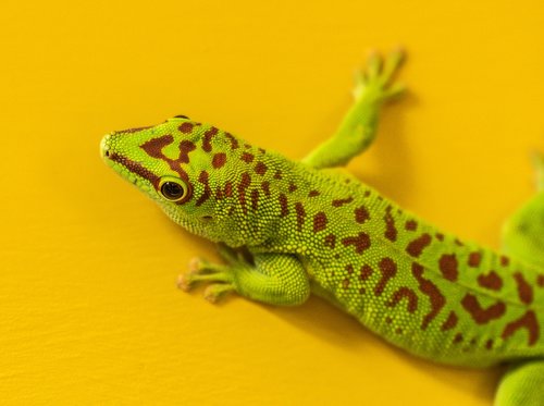 hir  zoo  gecko