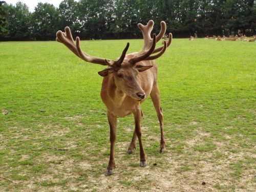 hirsch red deer wildlife park