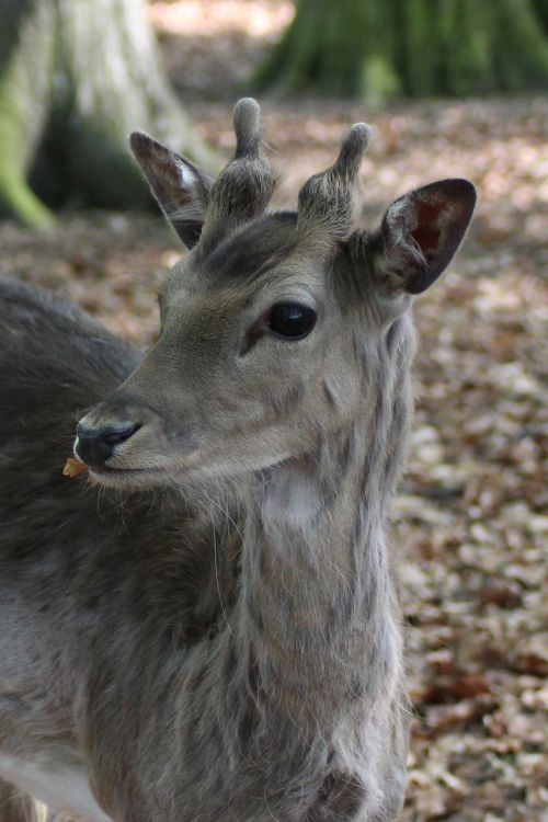 hirsch fallow deer roe deer