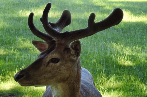 hirsch antler fallow deer