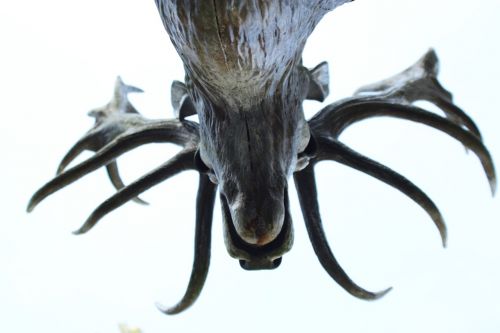 hirsch sculpture antler