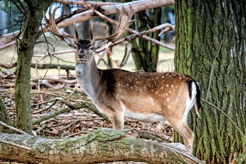 hirsch fallow deer forest