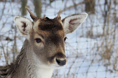 hirsch antler fallow deer