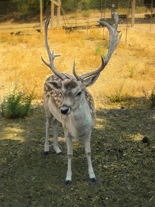 hirsch deer head antler