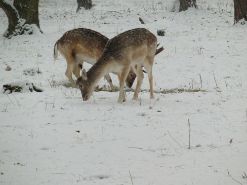 hirsch hinds fallow deer