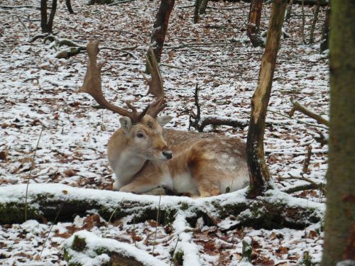 hirsch fallow deer winter