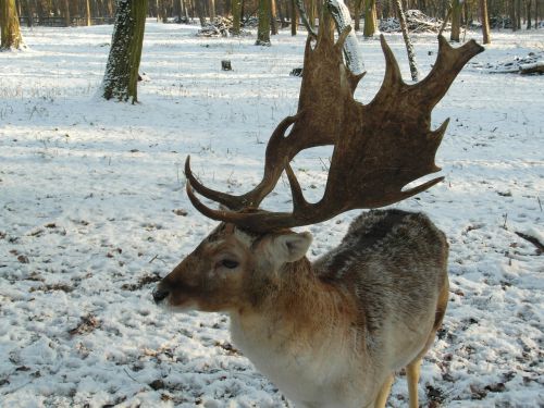 hirsch fallow deer winter