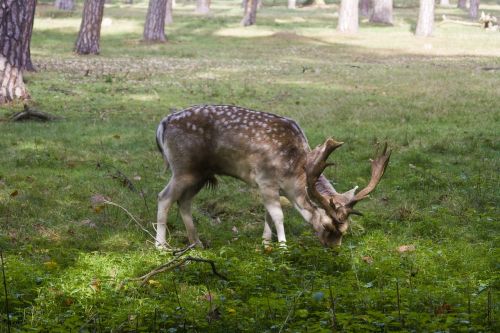 hirsch fallow deer forest