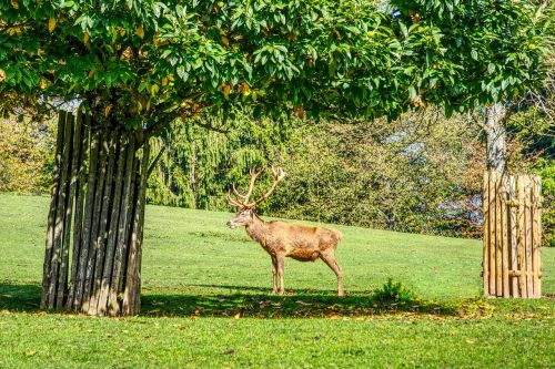 hirsch deer antler antler