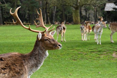 hirsch wild young-stag