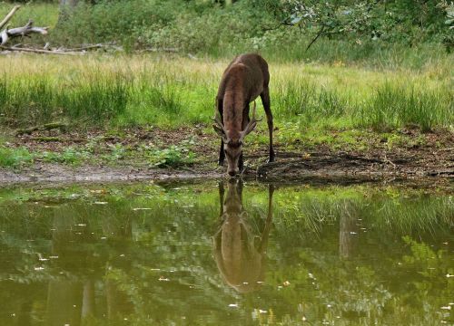 hirsch mirror image deer deer drinking