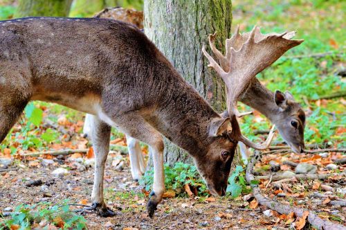 hirsch roe deer doe