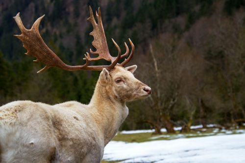 hirsch fallow deer white