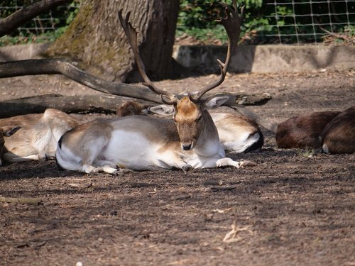 hirsch  roe deer  concerns