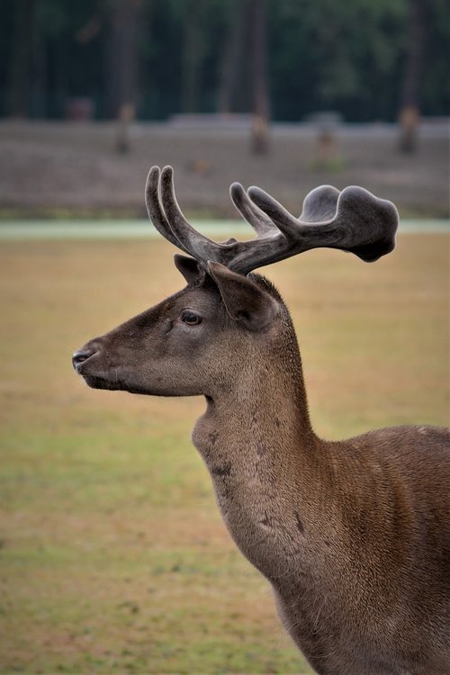 hirsch  antler  animal