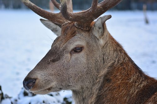 hirsch  close up  free deer