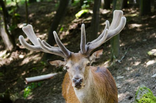 hirsch red deer antler