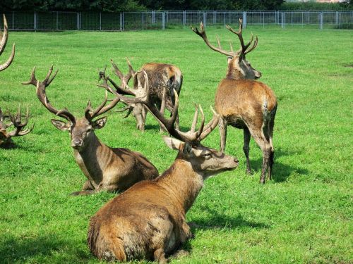 hirsch animal antler