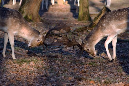 hirsch fallow deer forest