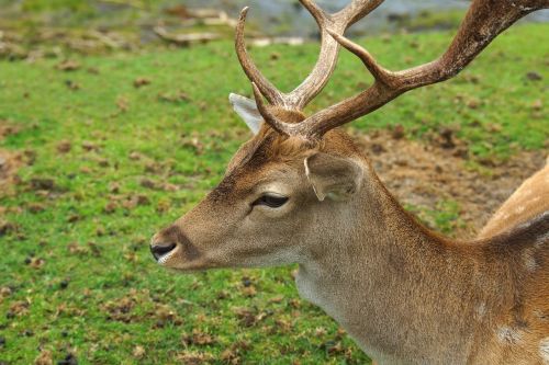 hirsch young animal roe deer