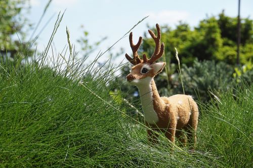 hirsch nature antler